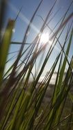 Grass Beach Sun
