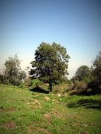 green tree on the hillside