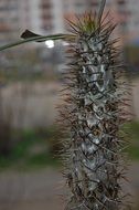 Beautiful pot cactus flower