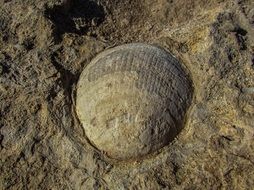 seashell fossil on the beach