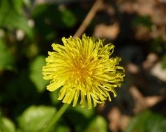 yellow dandelion in the spring garden