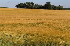 barley field in summer close-up