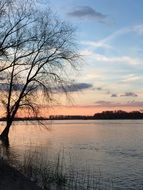 Rhine River Tree