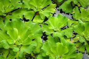 bright green lotus leaves in the lake