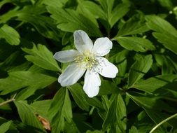 white anemone in the forest