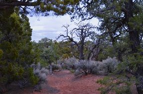 Desert Trees