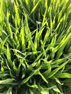 Grass on the meadow in summer