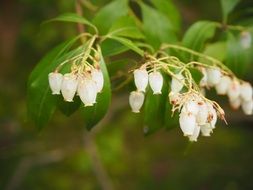 Vaccinium corymbosum close-up on a blurred background