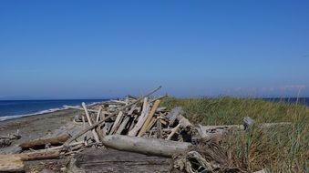 broken logs by the ocean