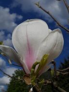 Closeup photo of white magnolia flower in spring