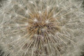 white dandelion seeds macro