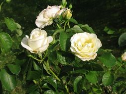 White rose blooms and buds in garden