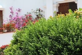 flowers and plants as a decoration of the yard