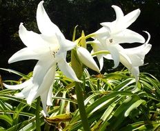 white lily flowers in the garden