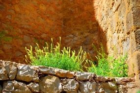 grass grew on the wall