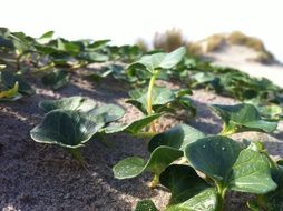 Green leaves of Perennial plants on sand dune, netherlands