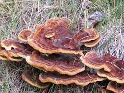 Fungus Nature