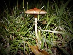 brown mushroom on a tall stalk in the grass close-up