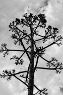 black and white photo of a high hogweed