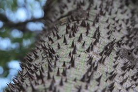 tree trunk with spikes close up