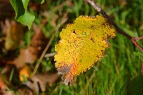 yellow autumn leaf