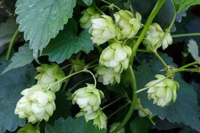 stunningly beautiful Hops Plant