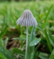 Toadstool Fungus Plant in green grass