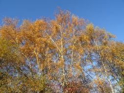 Birch trees autumn against the blue sky