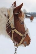 head of cute horse in winter