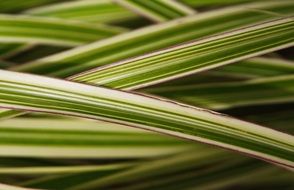 striped green leaves of a plant