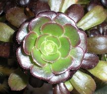 Beautiful fractal plant