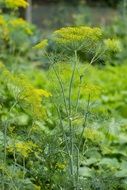 Dill Herb Plant