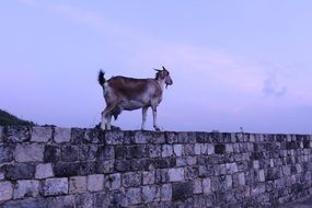 goat on a stone fence in Sri Lanka