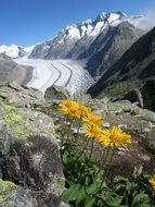 yellow flowers at the top of a mountain glacier