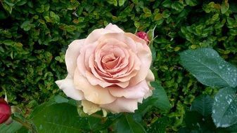 delightful delicate beauty milk rose