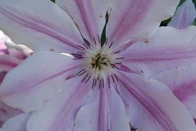 Clematis, center of pink Flower, macro