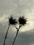 Prickly Thistle Flower monochrome photo