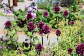 stunningly beautiful Landau Flowers