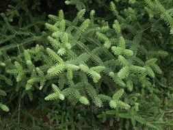 A lot of the beautiful green branches in the green forest