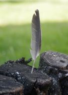 picturesque and pretty Feather