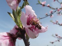 honey bee on Peach Flower at sky
