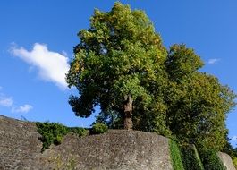 Deciduous Trees