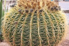 big round cactus