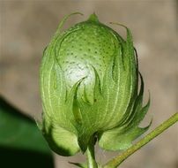 Ripening Cotton Boll close-up on blurred background