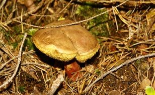 toxic mushrooms in the forest covered with grass