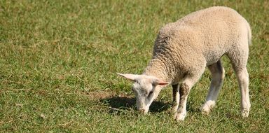 lamb sheep in the country