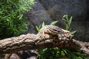 camouflaged reptile in the zoo