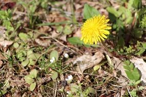 yellow Dandelion Spring Flowers