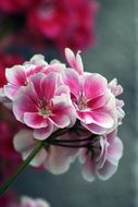 closeup view of Geranium Flowers