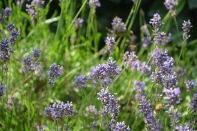 Lavender blossoms in the garden in summer